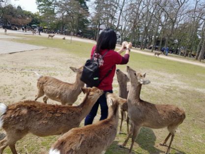 Nara Deer2
